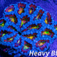 LPS -Acan- Lord- lordhowensis - Ultr Rainbow Acan Colony WYSIWYG 9cm LPS -Acan- Lord- lordhowensis - Ultr Rainbow Acan Colony WYSIWYG 9cm LPS LPS -Acan- Lord- lordhowensis - Ultr Rainbow Acan Colony WYSIWYG 9cm Zeo Box Reef