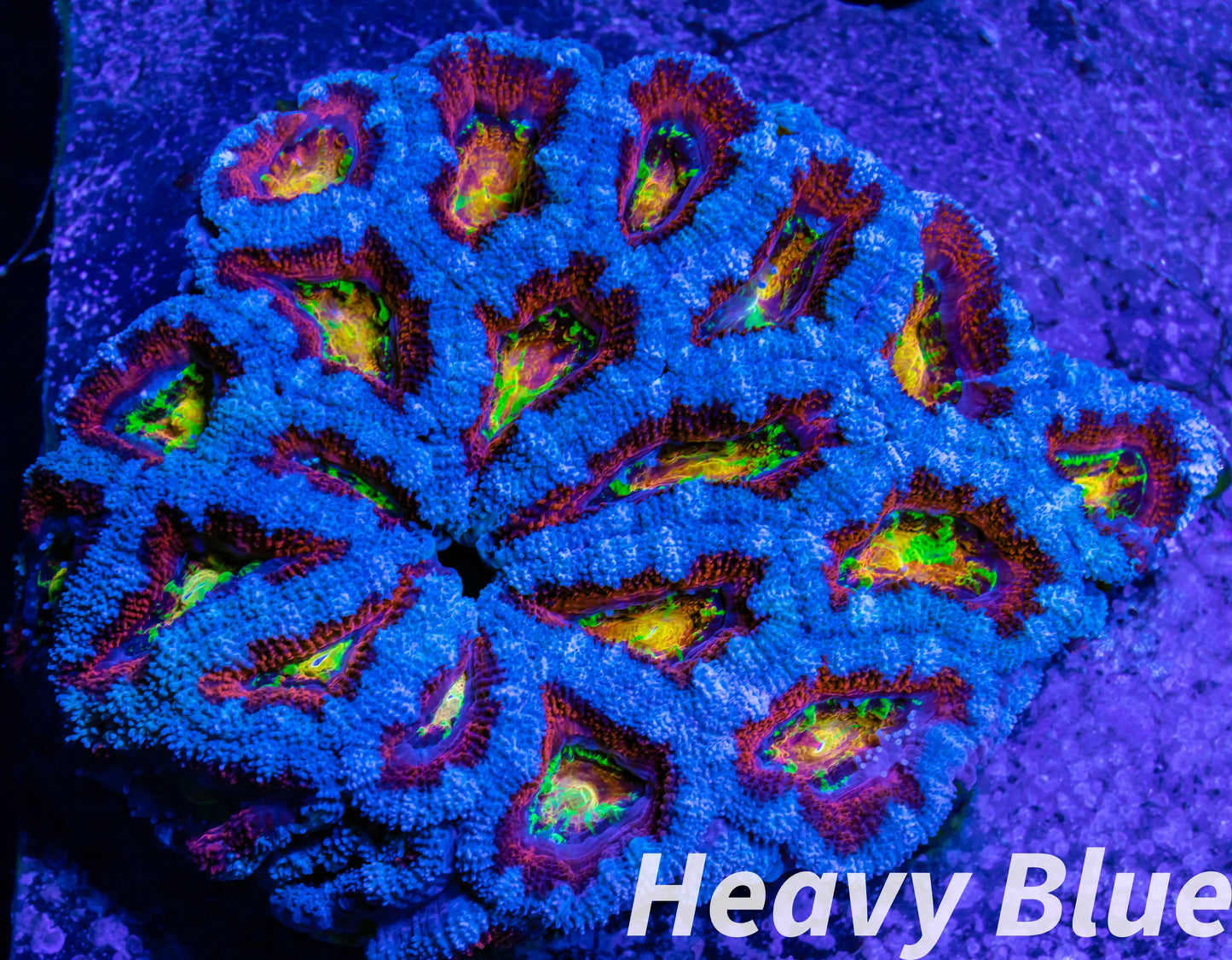 LPS -Acan- Lord- lordhowensis - Ultr Rainbow Acan Colony WYSIWYG 9cm LPS -Acan- Lord- lordhowensis - Ultr Rainbow Acan Colony WYSIWYG 9cm LPS LPS -Acan- Lord- lordhowensis - Ultr Rainbow Acan Colony WYSIWYG 9cm Zeo Box Reef