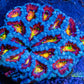 LPS -Acan- Lord- lordhowensis - Ultr Rainbow Acan Colony WYSIWYG 9cm LPS -Acan- Lord- lordhowensis - Ultr Rainbow Acan Colony WYSIWYG 9cm LPS LPS -Acan- Lord- lordhowensis - Ultr Rainbow Acan Colony WYSIWYG 9cm Zeo Box Reef