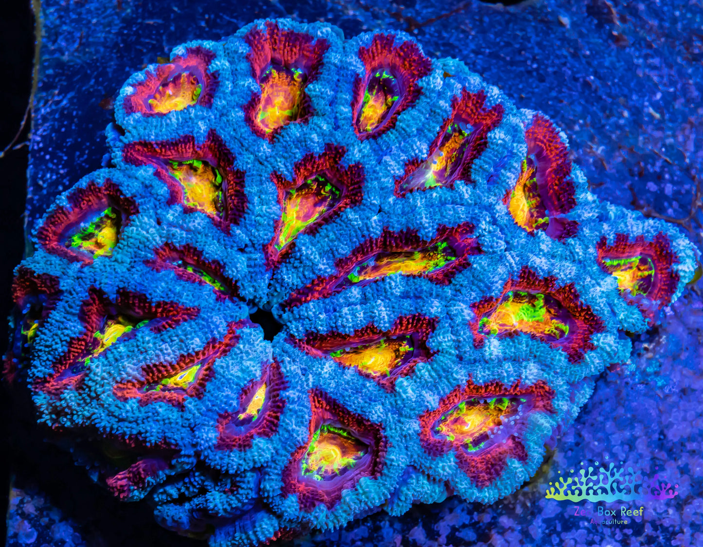 LPS -Acan- Lord- lordhowensis - Ultr Rainbow Acan Colony WYSIWYG 9cm LPS -Acan- Lord- lordhowensis - Ultr Rainbow Acan Colony WYSIWYG 9cm LPS LPS -Acan- Lord- lordhowensis - Ultr Rainbow Acan Colony WYSIWYG 9cm Zeo Box Reef