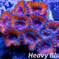 LPS -Acan- Lord- lordhowensis - Ultra Acan Colony WYSIWYG 10cm LPS -Acan- Lord- lordhowensis - Ultra Acan Colony WYSIWYG 10cm LPS LPS -Acan- Lord- lordhowensis - Ultra Acan Colony WYSIWYG 10cm Zeo Box Reef