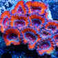 LPS -Acan- Lord- lordhowensis - Ultra Acan Colony WYSIWYG 10cm LPS -Acan- Lord- lordhowensis - Ultra Acan Colony WYSIWYG 10cm LPS LPS -Acan- Lord- lordhowensis - Ultra Acan Colony WYSIWYG 10cm Zeo Box Reef