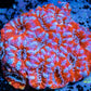 LPS -Acan- Lord- lordhowensis - Ultra Acan Colony WYSIWYG 5cm LPS -Acan- Lord- lordhowensis - Ultra Acan Colony WYSIWYG 5cm LPS LPS -Acan- Lord- lordhowensis - Ultra Acan Colony WYSIWYG 5cm Zeo Box Reef