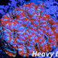 LPS -Acan- Lord- lordhowensis - Ultra Acan Colony WYSIWYG 5cm LPS -Acan- Lord- lordhowensis - Ultra Acan Colony WYSIWYG 5cm LPS LPS -Acan- Lord- lordhowensis - Ultra Acan Colony WYSIWYG 5cm Zeo Box Reef