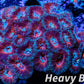 LPS -Acan- Lord- lordhowensis - Ultra Acan Colony WYSIWYG 6cm LPS -Acan- Lord- lordhowensis - Ultra Acan Colony WYSIWYG 6cm LPS LPS -Acan- Lord- lordhowensis - Ultra Acan Colony WYSIWYG 6cm Zeo Box Reef