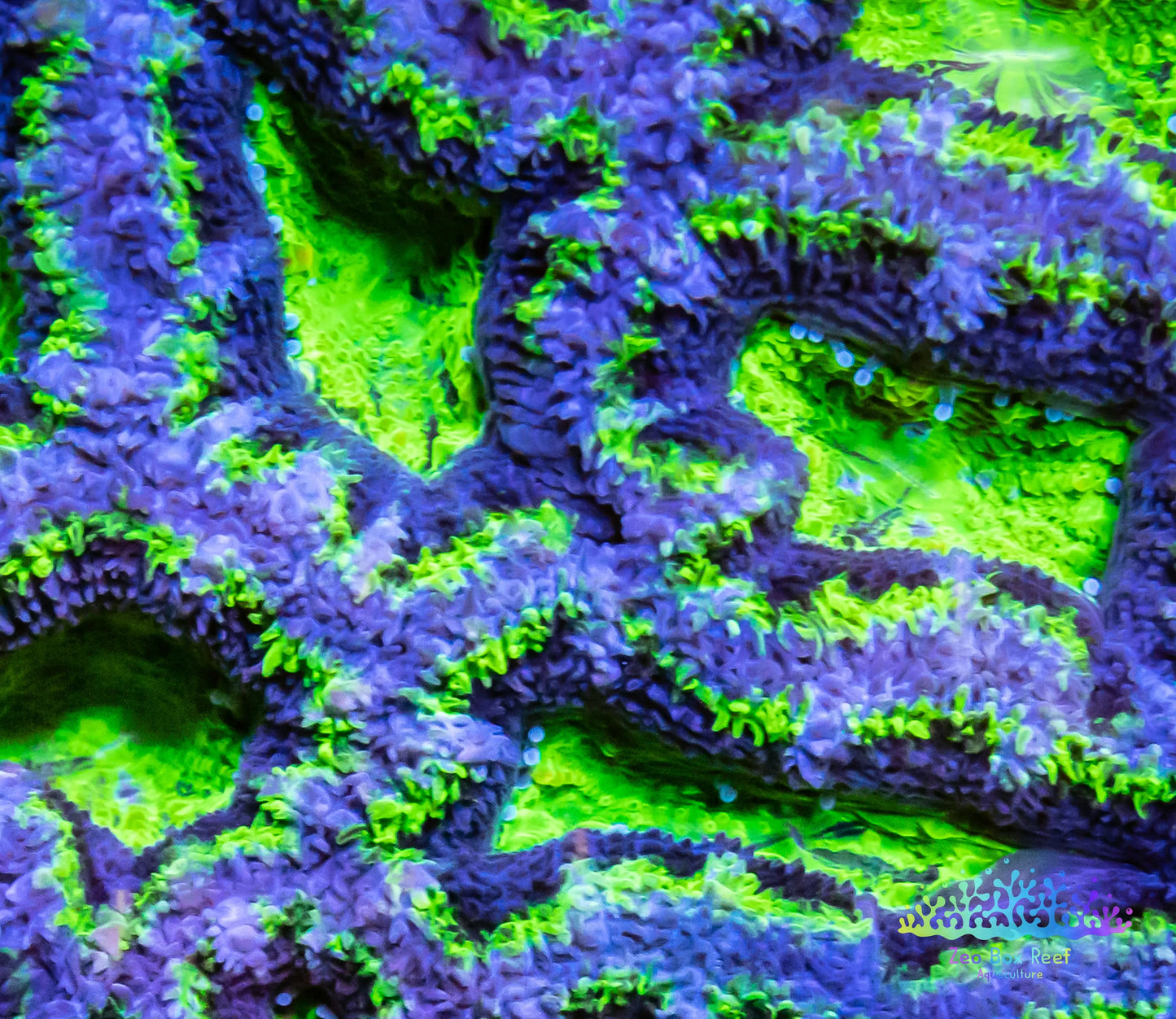 LPS -Acan- Lord- lordhowensis - Ultra Acan Colony WYSIWYG 8cm LPS -Acan- Lord- lordhowensis - Ultra Acan Colony WYSIWYG 8cm LPS LPS -Acan- Lord- lordhowensis - Ultra Acan Colony WYSIWYG 8cm Zeo Box Reef