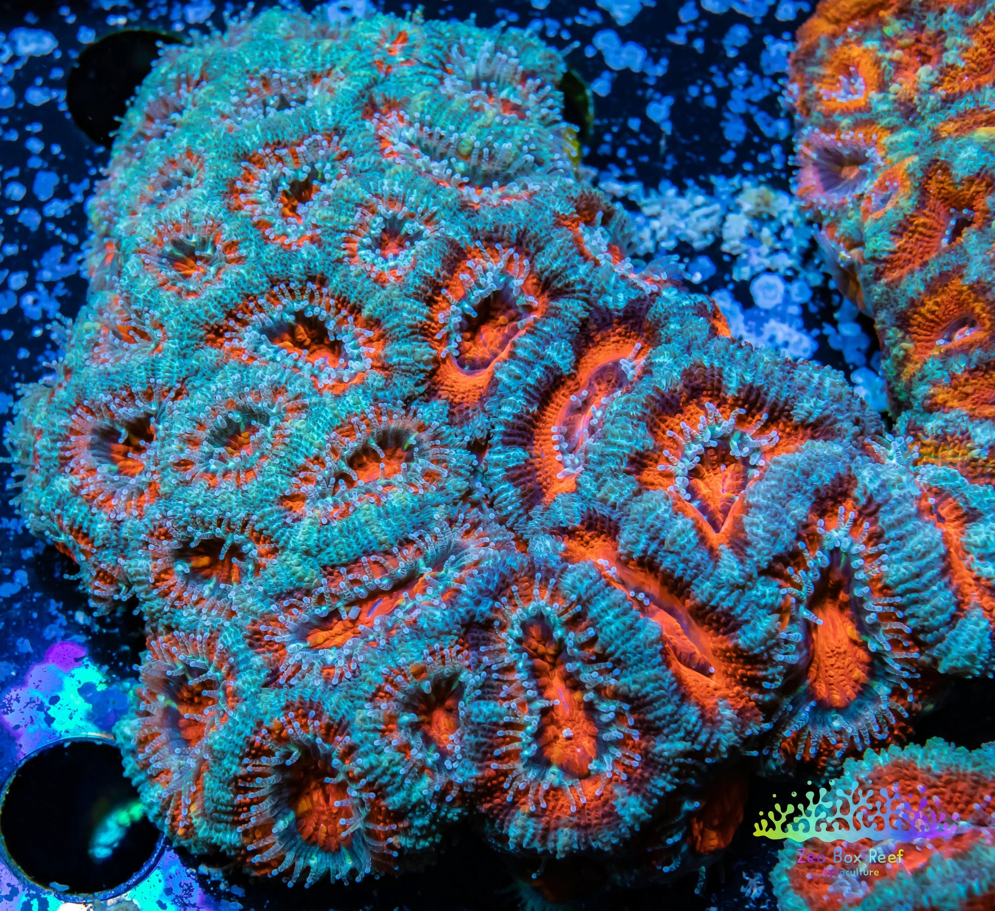 LPS -Acan- Lord- lordhowensis - Ultra Acan Colony WYSIWYG 8cm LPS -Acan- Lord- lordhowensis - Ultra Acan Colony WYSIWYG 8cm LPS LPS -Acan- Lord- lordhowensis - Ultra Acan Colony WYSIWYG 8cm Zeo Box Reef