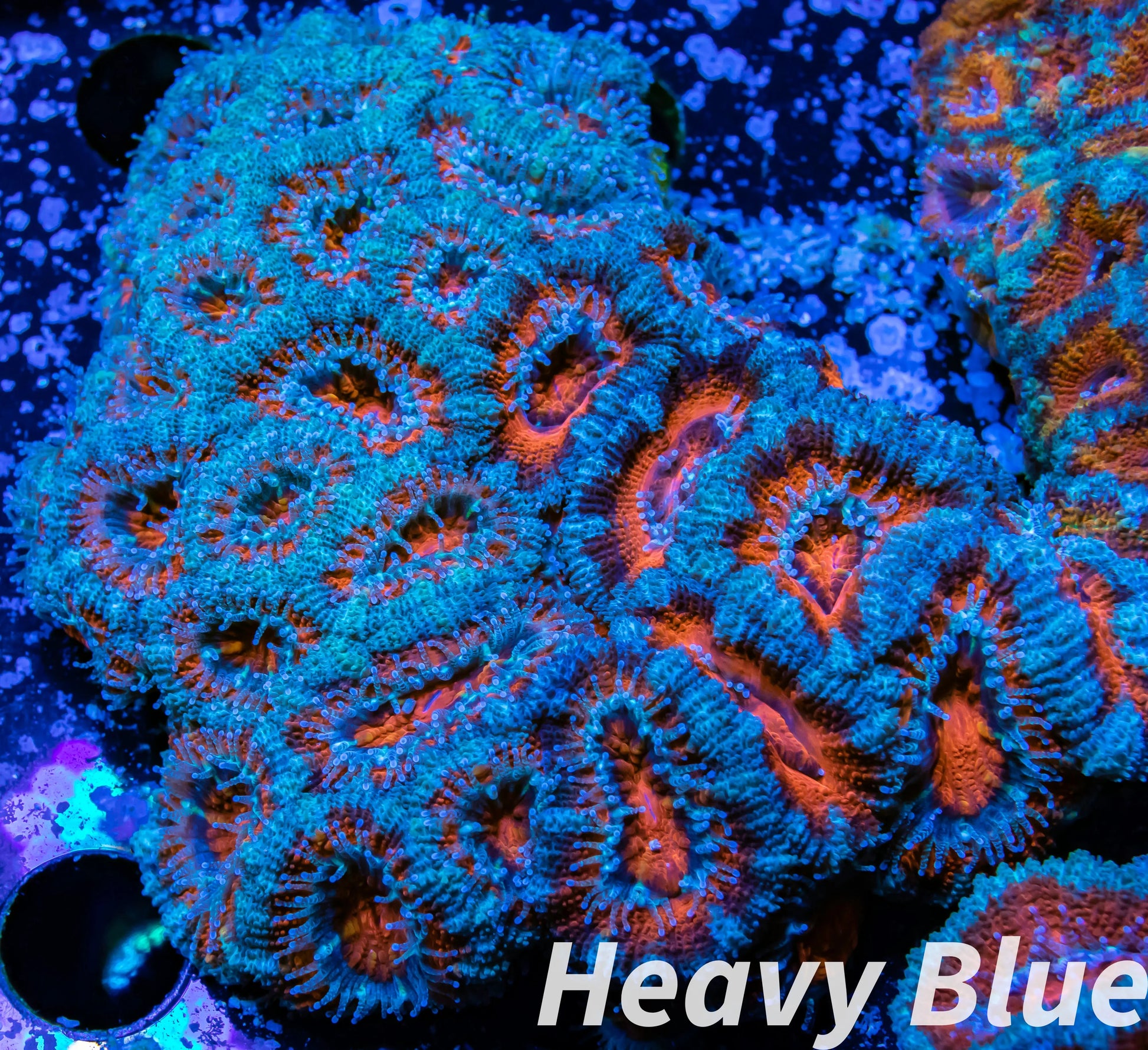 LPS -Acan- Lord- lordhowensis - Ultra Acan Colony WYSIWYG 8cm LPS -Acan- Lord- lordhowensis - Ultra Acan Colony WYSIWYG 8cm LPS LPS -Acan- Lord- lordhowensis - Ultra Acan Colony WYSIWYG 8cm Zeo Box Reef