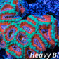 LPS -Acan- Lord- lordhowensis - Ultra Acan Colony WYSIWYG 8cm LPS -Acan- Lord- lordhowensis - Ultra Acan Colony WYSIWYG 8cm LPS LPS -Acan- Lord- lordhowensis - Ultra Acan Colony WYSIWYG 8cm Zeo Box Reef