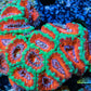 LPS -Acan- Lord- lordhowensis - Ultra Acan Colony WYSIWYG 8cm LPS -Acan- Lord- lordhowensis - Ultra Acan Colony WYSIWYG 8cm LPS LPS -Acan- Lord- lordhowensis - Ultra Acan Colony WYSIWYG 8cm Zeo Box Reef