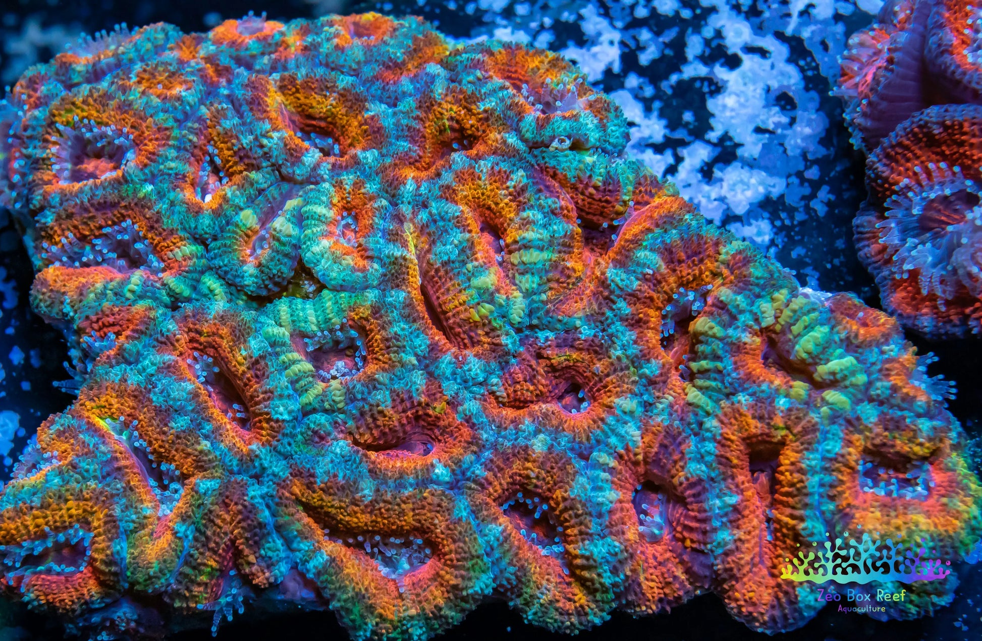 LPS -Acan- Lord- lordhowensis - Ultra Acan Colony WYSIWYG 8cm LPS -Acan- Lord- lordhowensis - Ultra Acan Colony WYSIWYG 8cm LPS LPS -Acan- Lord- lordhowensis - Ultra Acan Colony WYSIWYG 8cm Zeo Box Reef