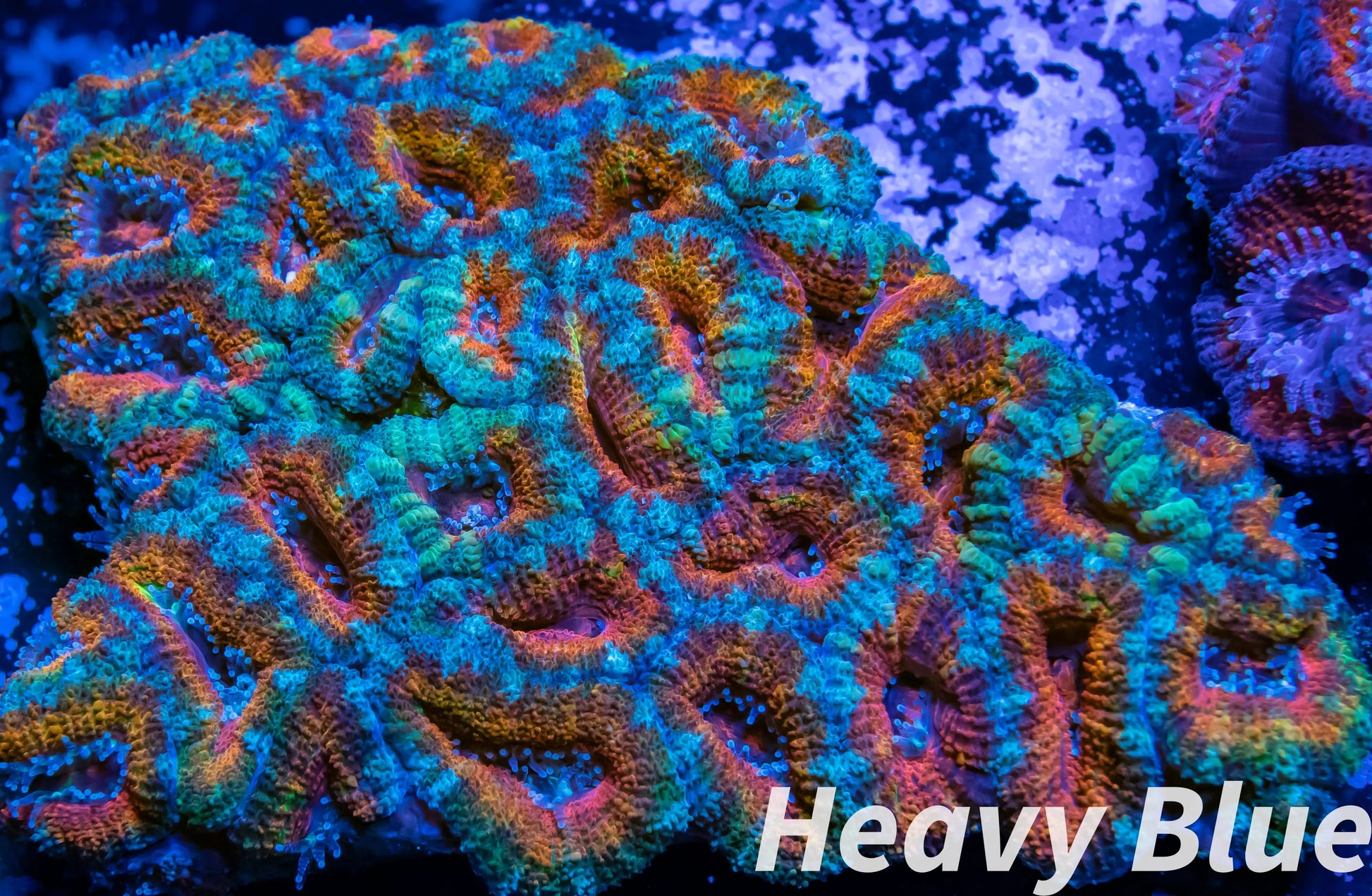 LPS -Acan- Lord- lordhowensis - Ultra Acan Colony WYSIWYG 8cm LPS -Acan- Lord- lordhowensis - Ultra Acan Colony WYSIWYG 8cm LPS LPS -Acan- Lord- lordhowensis - Ultra Acan Colony WYSIWYG 8cm Zeo Box Reef