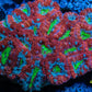 LPS -Acan- Lord- lordhowensis - Ultra Acan Colony WYSIWYG 8cm LPS -Acan- Lord- lordhowensis - Ultra Acan Colony WYSIWYG 8cm LPS LPS -Acan- Lord- lordhowensis - Ultra Acan Colony WYSIWYG 8cm Zeo Box Reef