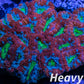 LPS -Acan- Lord- lordhowensis - Ultra Acan Colony WYSIWYG 8cm LPS -Acan- Lord- lordhowensis - Ultra Acan Colony WYSIWYG 8cm LPS LPS -Acan- Lord- lordhowensis - Ultra Acan Colony WYSIWYG 8cm Zeo Box Reef