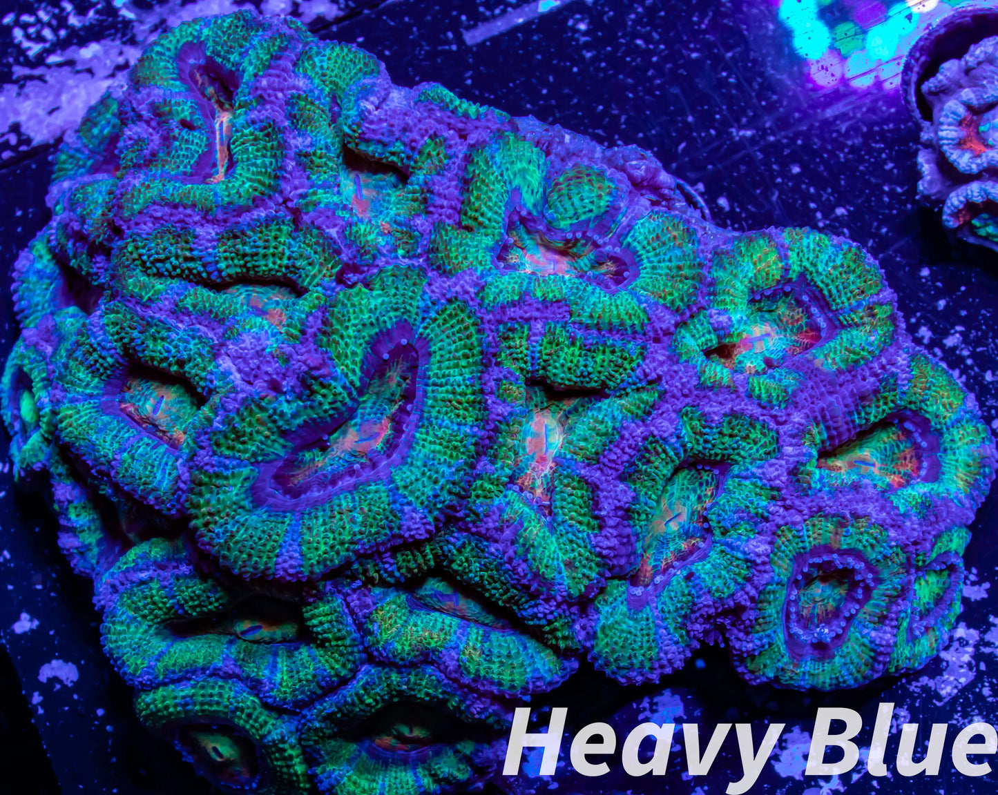 LPS -Acan- Lord- lordhowensis - Ultra Acan Colony WYSIWYG 8cm LPS -Acan- Lord- lordhowensis - Ultra Acan Colony WYSIWYG 8cm LPS LPS -Acan- Lord- lordhowensis - Ultra Acan Colony WYSIWYG 8cm Zeo Box Reef