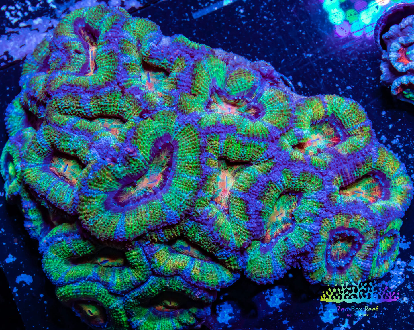 LPS -Acan- Lord- lordhowensis - Ultra Acan Colony WYSIWYG 8cm LPS -Acan- Lord- lordhowensis - Ultra Acan Colony WYSIWYG 8cm LPS LPS -Acan- Lord- lordhowensis - Ultra Acan Colony WYSIWYG 8cm Zeo Box Reef