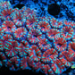 LPS -Acan- Lord- lordhowensis - Ultra Acan Colony WYSIWYG 9cm LPS -Acan- Lord- lordhowensis - Ultra Acan Colony WYSIWYG 9cm LPS LPS -Acan- Lord- lordhowensis - Ultra Acan Colony WYSIWYG 9cm Zeo Box Reef