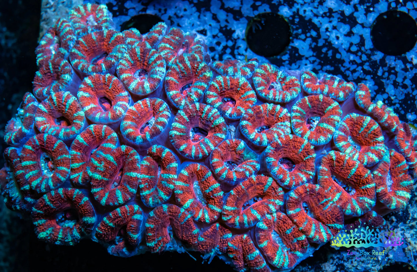 LPS -Acan- Lord- lordhowensis - Ultra Acan Colony WYSIWYG 9cm LPS -Acan- Lord- lordhowensis - Ultra Acan Colony WYSIWYG 9cm LPS LPS -Acan- Lord- lordhowensis - Ultra Acan Colony WYSIWYG 9cm Zeo Box Reef