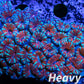 LPS -Acan- Lord- lordhowensis - Ultra Acan Colony WYSIWYG 9cm LPS -Acan- Lord- lordhowensis - Ultra Acan Colony WYSIWYG 9cm LPS LPS -Acan- Lord- lordhowensis - Ultra Acan Colony WYSIWYG 9cm Zeo Box Reef