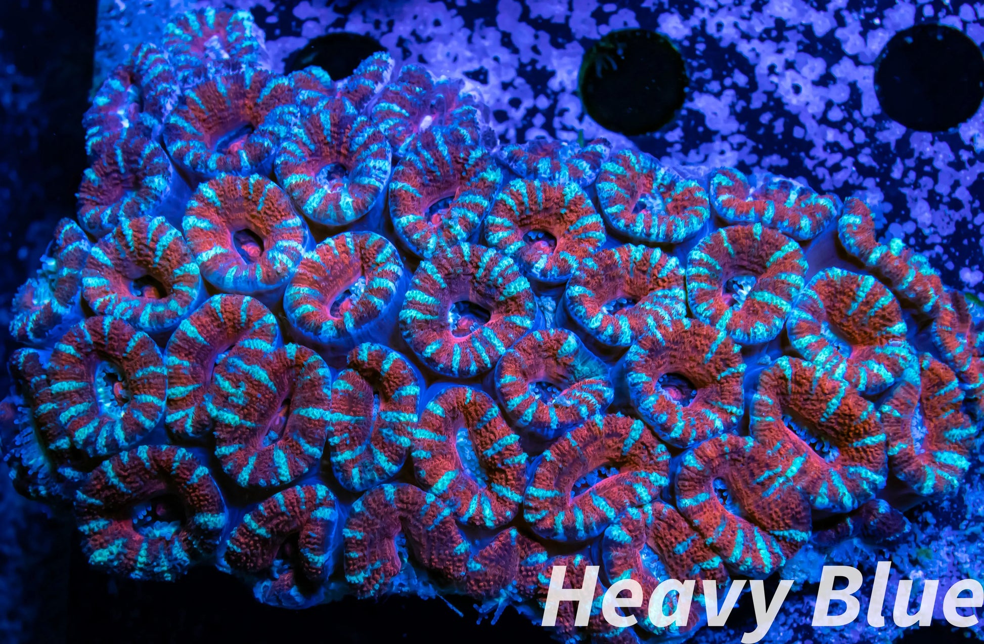 LPS -Acan- Lord- lordhowensis - Ultra Acan Colony WYSIWYG 9cm LPS -Acan- Lord- lordhowensis - Ultra Acan Colony WYSIWYG 9cm LPS LPS -Acan- Lord- lordhowensis - Ultra Acan Colony WYSIWYG 9cm Zeo Box Reef