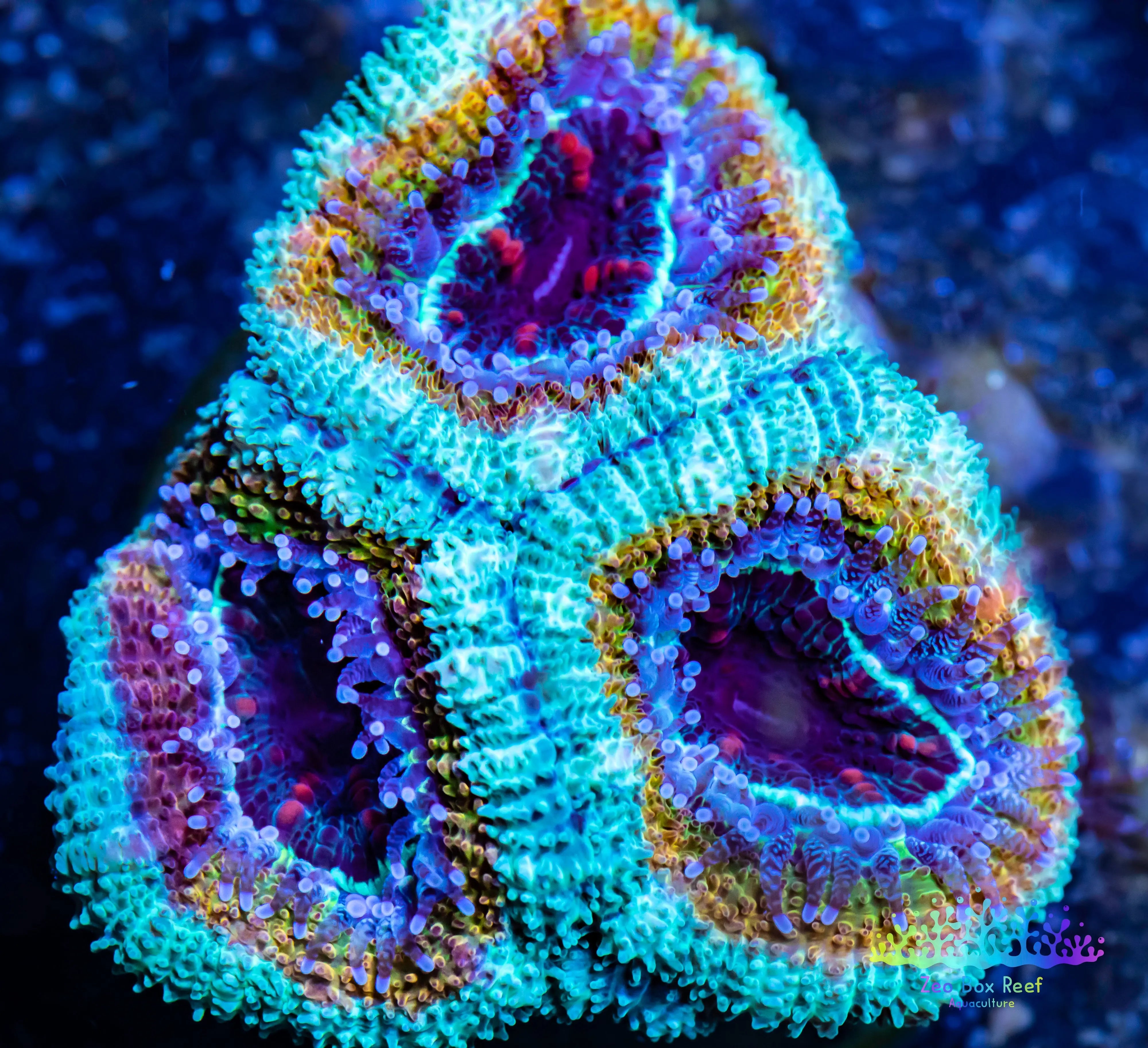 LPS -Acan- Lord- lordhowensis - Ultra Acan Frag WYSIWYG – Zeo Box Reef ...