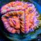 LPS -Acan- Lord- lordhowensis - Ultra Acan Frag WYSIWYG LPS -Acan- Lord- lordhowensis - Ultra Acan Frag WYSIWYG LPS LPS -Acan- Lord- lordhowensis - Ultra Acan Frag WYSIWYG Zeo Box Reef