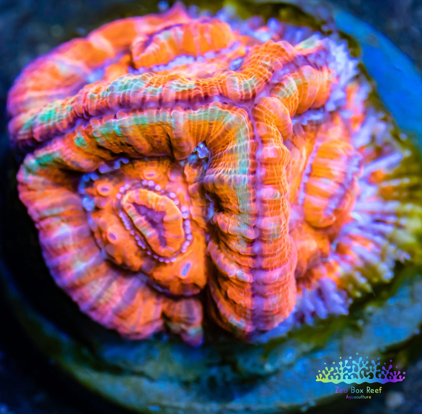 LPS -Acan- Lord- lordhowensis - Ultra Acan Frag WYSIWYG LPS -Acan- Lord- lordhowensis - Ultra Acan Frag WYSIWYG LPS LPS -Acan- Lord- lordhowensis - Ultra Acan Frag WYSIWYG Zeo Box Reef