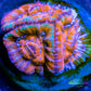 LPS -Acan- Lord- lordhowensis - Ultra Acan Frag WYSIWYG LPS -Acan- Lord- lordhowensis - Ultra Acan Frag WYSIWYG LPS LPS -Acan- Lord- lordhowensis - Ultra Acan Frag WYSIWYG Zeo Box Reef