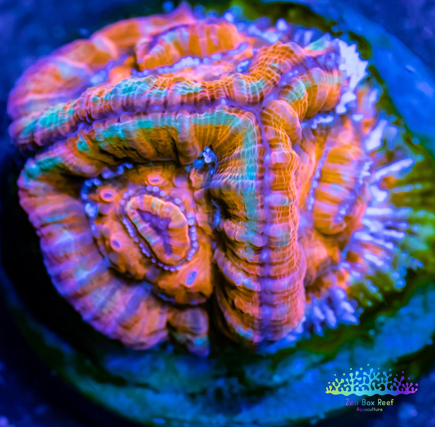 LPS -Acan- Lord- lordhowensis - Ultra Acan Frag WYSIWYG LPS -Acan- Lord- lordhowensis - Ultra Acan Frag WYSIWYG LPS LPS -Acan- Lord- lordhowensis - Ultra Acan Frag WYSIWYG Zeo Box Reef