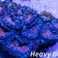 LPS -Acan- Lord- lordhowensis -Micromussa  Acan WYSIWYG 4cm LPS -Acan- Lord- lordhowensis -Micromussa  Acan WYSIWYG 4cm LPS LPS -Acan- Lord- lordhowensis -Micromussa  Acan WYSIWYG 4cm Zeo Box Reef