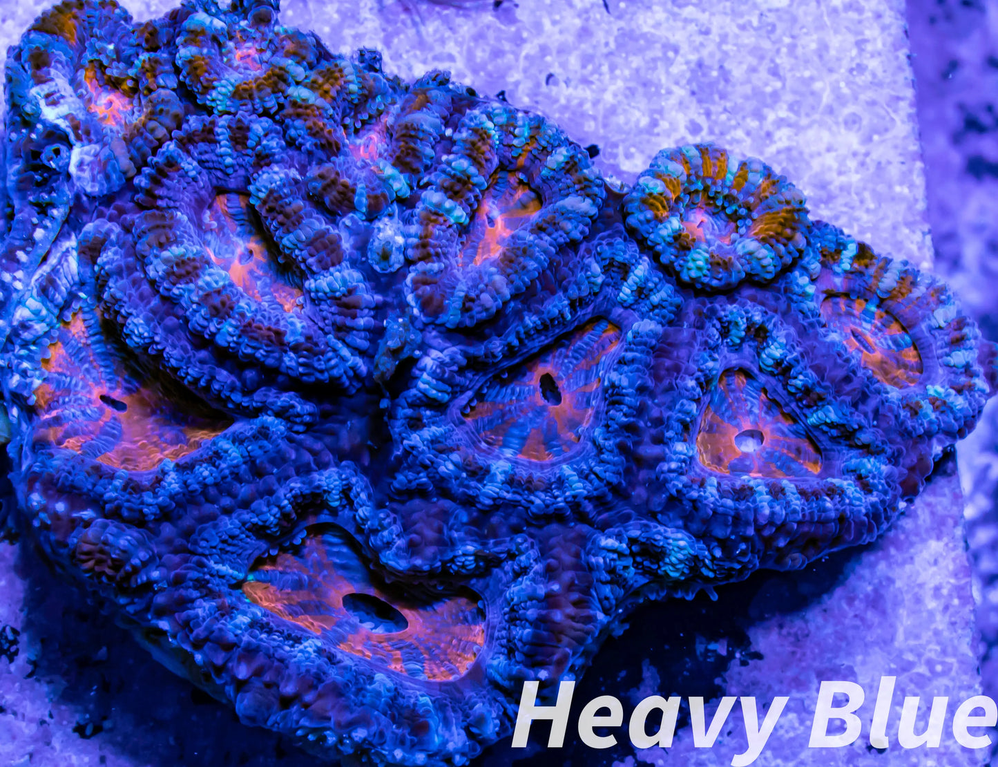 LPS -Acan- Lord- lordhowensis -Micromussa  Acan WYSIWYG 4cm LPS -Acan- Lord- lordhowensis -Micromussa  Acan WYSIWYG 4cm LPS LPS -Acan- Lord- lordhowensis -Micromussa  Acan WYSIWYG 4cm Zeo Box Reef