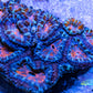 LPS -Acan- Lord- lordhowensis -Micromussa  Acan WYSIWYG 4cm LPS -Acan- Lord- lordhowensis -Micromussa  Acan WYSIWYG 4cm LPS LPS -Acan- Lord- lordhowensis -Micromussa  Acan WYSIWYG 4cm Zeo Box Reef