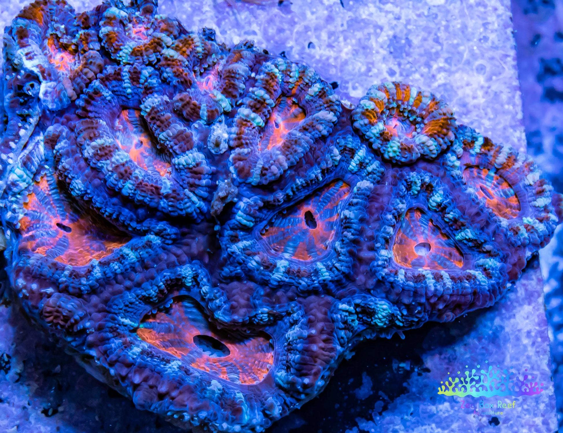 LPS -Acan- Lord- lordhowensis -Micromussa  Acan WYSIWYG 4cm LPS -Acan- Lord- lordhowensis -Micromussa  Acan WYSIWYG 4cm LPS LPS -Acan- Lord- lordhowensis -Micromussa  Acan WYSIWYG 4cm Zeo Box Reef