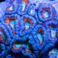 LPS -Acan- Lord- lordhowensis -Micromussa  Acan WYSIWYG 4cm LPS -Acan- Lord- lordhowensis -Micromussa  Acan WYSIWYG 4cm LPS LPS -Acan- Lord- lordhowensis -Micromussa  Acan WYSIWYG 4cm Zeo Box Reef