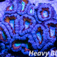 LPS -Acan- Lord- lordhowensis -Micromussa  Acan WYSIWYG 4cm LPS -Acan- Lord- lordhowensis -Micromussa  Acan WYSIWYG 4cm LPS LPS -Acan- Lord- lordhowensis -Micromussa  Acan WYSIWYG 4cm Zeo Box Reef