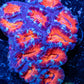 LPS -Acan- Lord- lordhowensis -Micromussa  Acan WYSIWYG 4cm LPS -Acan- Lord- lordhowensis -Micromussa  Acan WYSIWYG 4cm LPS LPS -Acan- Lord- lordhowensis -Micromussa  Acan WYSIWYG 4cm Zeo Box Reef