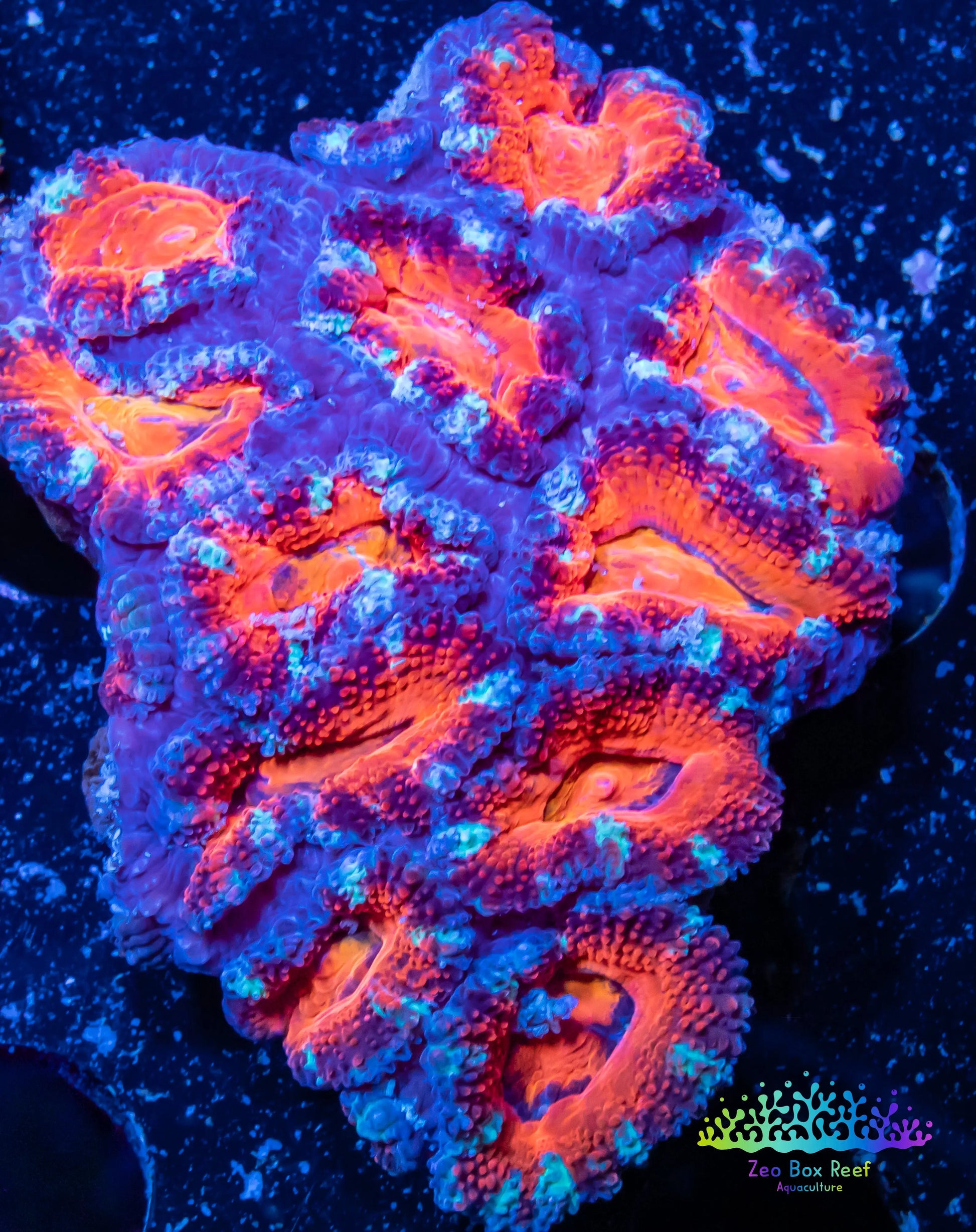 LPS -Acan- Lord- lordhowensis -Micromussa  Acan WYSIWYG 4cm LPS -Acan- Lord- lordhowensis -Micromussa  Acan WYSIWYG 4cm LPS LPS -Acan- Lord- lordhowensis -Micromussa  Acan WYSIWYG 4cm Zeo Box Reef
