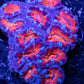 LPS -Acan- Lord- lordhowensis -Micromussa  Acan WYSIWYG 4cm LPS -Acan- Lord- lordhowensis -Micromussa  Acan WYSIWYG 4cm LPS LPS -Acan- Lord- lordhowensis -Micromussa  Acan WYSIWYG 4cm Zeo Box Reef