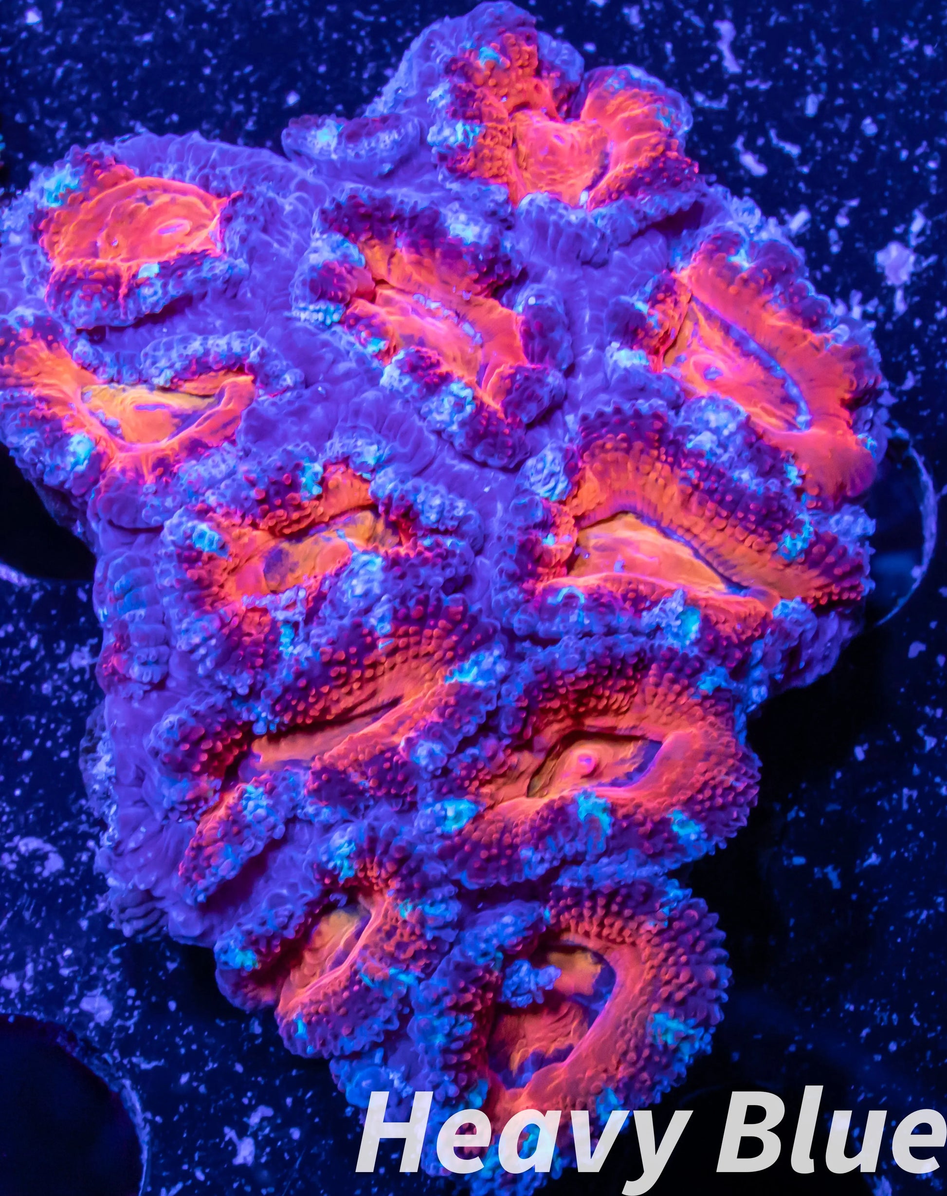 LPS -Acan- Lord- lordhowensis -Micromussa  Acan WYSIWYG 4cm LPS -Acan- Lord- lordhowensis -Micromussa  Acan WYSIWYG 4cm LPS LPS -Acan- Lord- lordhowensis -Micromussa  Acan WYSIWYG 4cm Zeo Box Reef