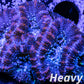 LPS -Acan- Lord- lordhowensis -Micromussa  Acan WYSIWYG 4cm LPS -Acan- Lord- lordhowensis -Micromussa  Acan WYSIWYG 4cm LPS LPS -Acan- Lord- lordhowensis -Micromussa  Acan WYSIWYG 4cm Zeo Box Reef