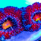 LPS -Acan- Lord- lordhowensis -Micromussa  Acan WYSIWYG 5cm LPS -Acan- Lord- lordhowensis -Micromussa  Acan WYSIWYG 5cm LPS LPS -Acan- Lord- lordhowensis -Micromussa  Acan WYSIWYG 5cm Zeo Box Reef