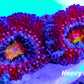 LPS -Acan- Lord- lordhowensis -Micromussa  Acan WYSIWYG 5cm LPS -Acan- Lord- lordhowensis -Micromussa  Acan WYSIWYG 5cm LPS LPS -Acan- Lord- lordhowensis -Micromussa  Acan WYSIWYG 5cm Zeo Box Reef