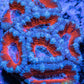LPS -Acan- Lord- lordhowensis -Micromussa  Acan WYSIWYG 6cm LPS -Acan- Lord- lordhowensis -Micromussa  Acan WYSIWYG 6cm LPS LPS -Acan- Lord- lordhowensis -Micromussa  Acan WYSIWYG 6cm Zeo Box Reef