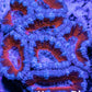 LPS -Acan- Lord- lordhowensis -Micromussa  Acan WYSIWYG 6cm LPS -Acan- Lord- lordhowensis -Micromussa  Acan WYSIWYG 6cm LPS LPS -Acan- Lord- lordhowensis -Micromussa  Acan WYSIWYG 6cm Zeo Box Reef