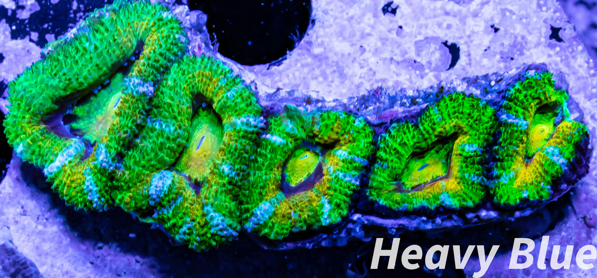 LPS -Acan- Lord- lordhowensis -Micromussa  Ultra Acan WYSIWYG 4cm LPS -Acan- Lord- lordhowensis -Micromussa  Ultra Acan WYSIWYG 4cm LPS LPS -Acan- Lord- lordhowensis -Micromussa  Ultra Acan WYSIWYG 4cm Zeo Box Reef