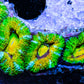 LPS -Acan- Lord- lordhowensis -Micromussa  Ultra Acan WYSIWYG 4cm LPS -Acan- Lord- lordhowensis -Micromussa  Ultra Acan WYSIWYG 4cm LPS LPS -Acan- Lord- lordhowensis -Micromussa  Ultra Acan WYSIWYG 4cm Zeo Box Reef