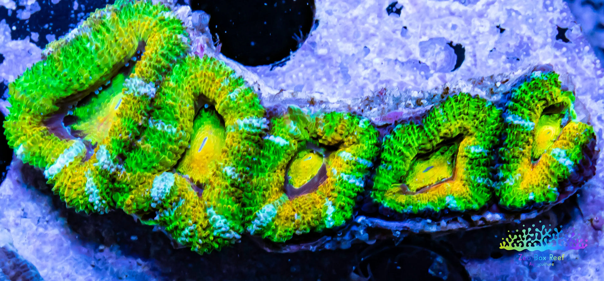 LPS -Acan- Lord- lordhowensis -Micromussa  Ultra Acan WYSIWYG 4cm LPS -Acan- Lord- lordhowensis -Micromussa  Ultra Acan WYSIWYG 4cm LPS LPS -Acan- Lord- lordhowensis -Micromussa  Ultra Acan WYSIWYG 4cm Zeo Box Reef