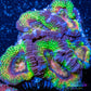 LPS -Acan- Lord- lordhowensis -Micromussa  Ultra Acan WYSIWYG 4cm LPS -Acan- Lord- lordhowensis -Micromussa  Ultra Acan WYSIWYG 4cm LPS LPS -Acan- Lord- lordhowensis -Micromussa  Ultra Acan WYSIWYG 4cm Zeo Box Reef