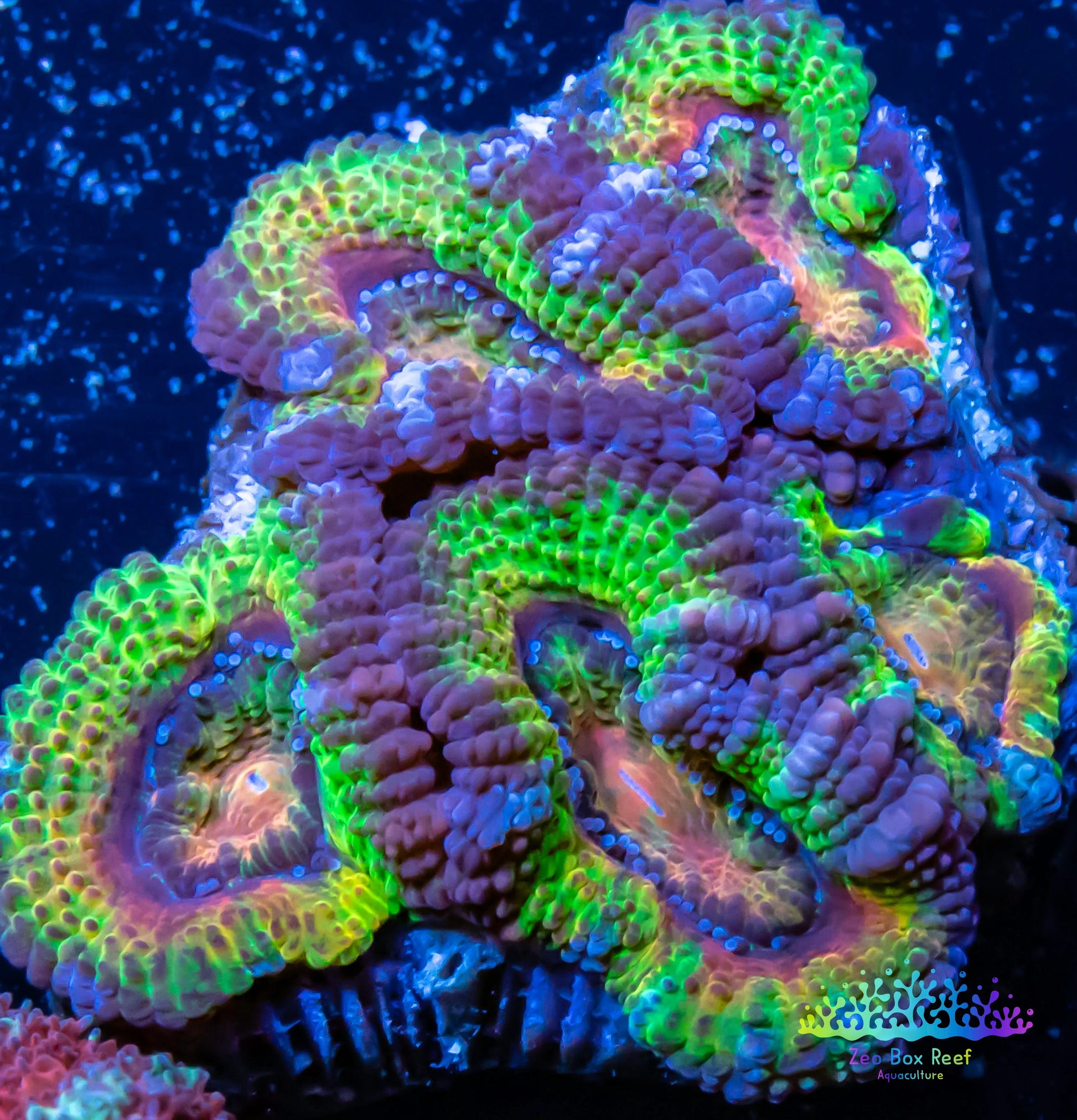 LPS -Acan- Lord- lordhowensis -Micromussa  Ultra Acan WYSIWYG 4cm LPS -Acan- Lord- lordhowensis -Micromussa  Ultra Acan WYSIWYG 4cm LPS LPS -Acan- Lord- lordhowensis -Micromussa  Ultra Acan WYSIWYG 4cm Zeo Box Reef