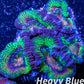 LPS -Acan- Lord- lordhowensis -Micromussa  Ultra Acan WYSIWYG 4cm LPS -Acan- Lord- lordhowensis -Micromussa  Ultra Acan WYSIWYG 4cm LPS LPS -Acan- Lord- lordhowensis -Micromussa  Ultra Acan WYSIWYG 4cm Zeo Box Reef